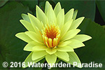 Nymphaea 'Yellow Dazzler'