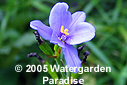 Aristea ecklonii