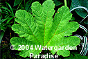 Gunnera manicata
