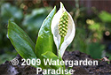 Lysichiton camtschatcensis