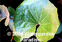 Farfugium japonicum