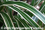 Miscanthus sinensis cv. 'Cosmopolitan'