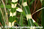 Miscanthus sinensis cv. 'Zebrinus'